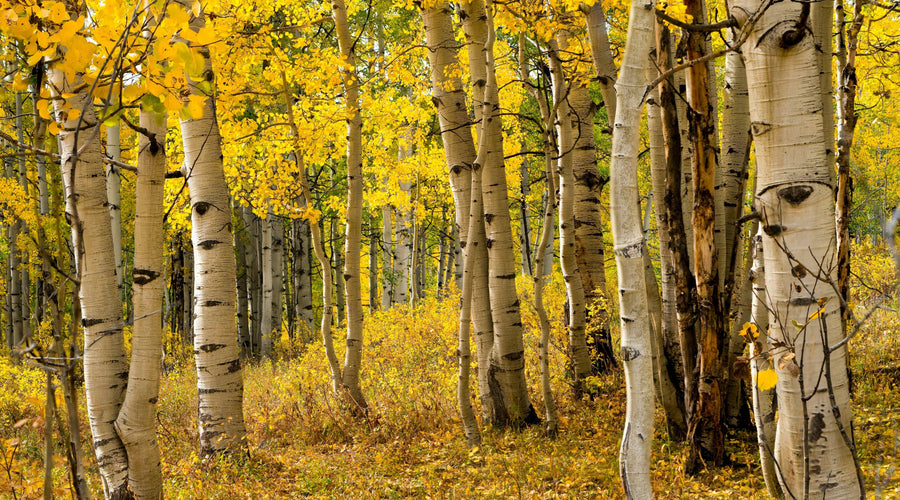 Five Lesser-Known Leaf Peeping Destinations in Colorado