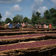 Load image into Gallery viewer, Ethiopia - Yirgacheffe (Halo Beriti)