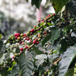 Load image into Gallery viewer, Dominican Republic - Spirit Mountain