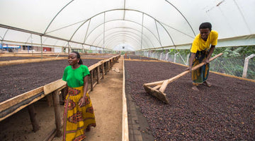 The Anatomy of a Coffee Bean: From Farm to Bivouac