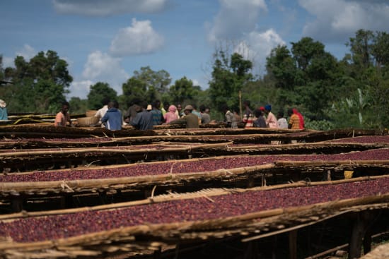 Ethiopia - Yirgacheffe (Halo Beriti)