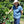 Load image into Gallery viewer, Costa Rica - Finca El Cerro

