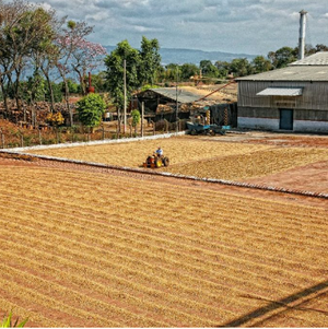 El Salvador - Finca La Esperanza