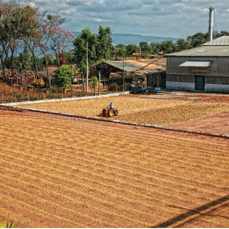 El Salvador - Finca La Esperanza