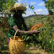 Load image into Gallery viewer, Ethiopia - Guji Buku Sayasa
