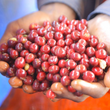 Load image into Gallery viewer, Ethiopia - Guji Buku Sayasa
